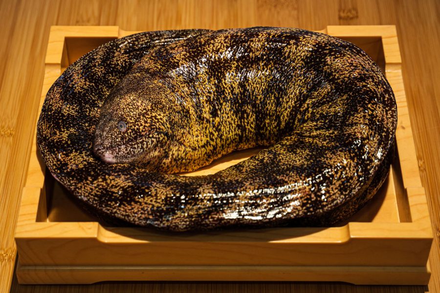 Utsubo (Moray Eels)